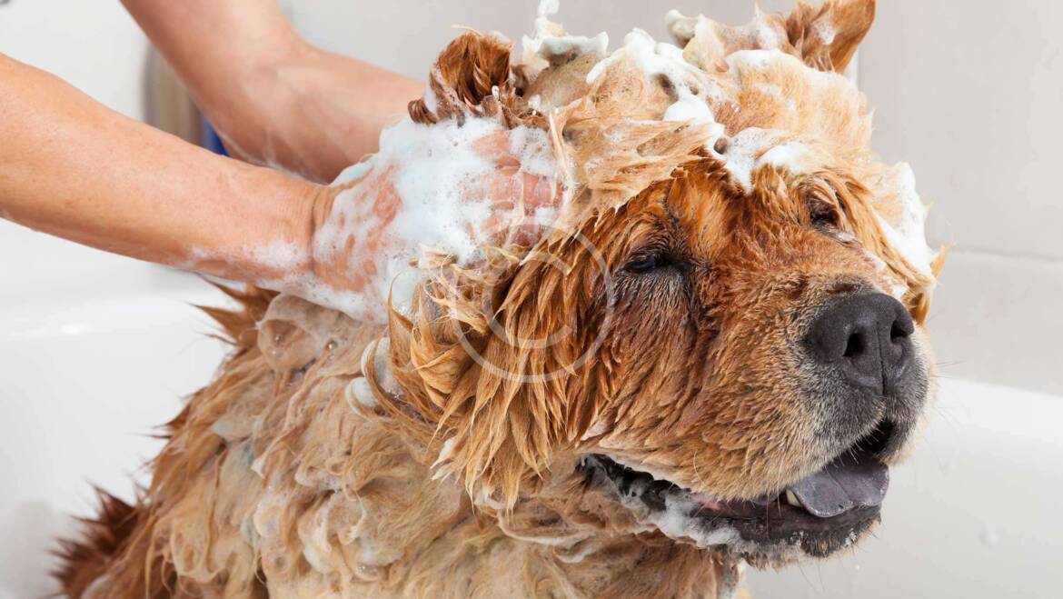 Dog Washing