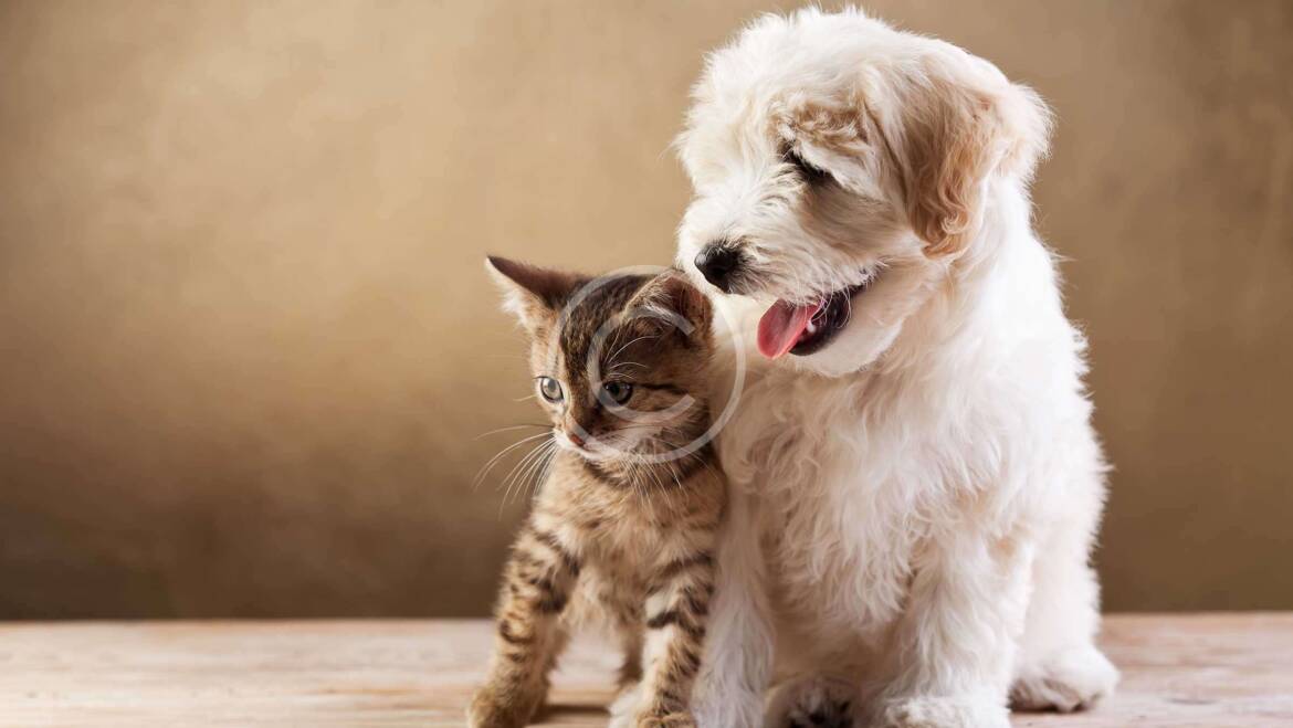 We Love Every Breed