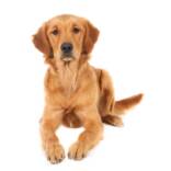 closeup-shot-cute-sitting-golden-retriever-puppy-isolated-white-surface-scaled.jpg