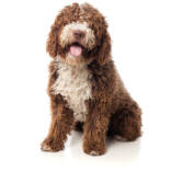 long-haired-brown-dog-with-tongue-out-scaled.jpg