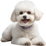 vecteezy_adorable-fluffy-bichon-frise-puppy-clipart-ai-generated_46811612-Photoroom.png